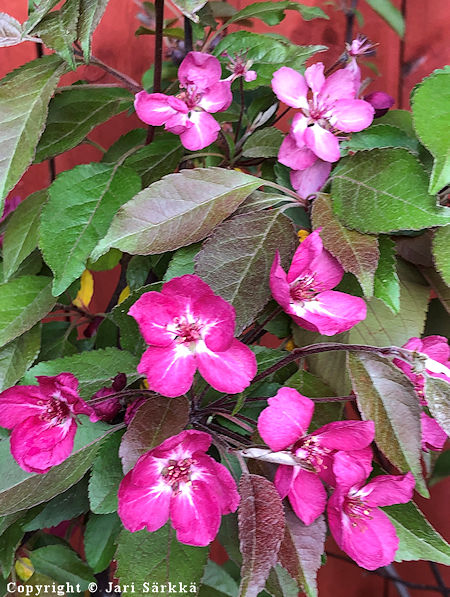 Malus Purpurea-Ryhm 'Linnanmki', purppuraomenapuu.jpg